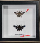 Xylocopa aesluans male female ( special )