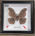 Antheraea polyphemus moth #5 ( special )