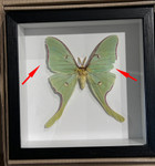  Actias luna  ( special )