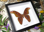 Attacus lorquinii male