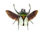 Ranzania bertolonii 