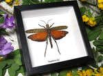 Tropidacris dux