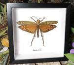Tropidacris dux