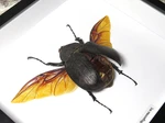 Megasoma rex  female 