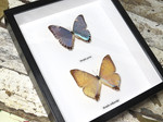  morpho portis sulkowskyi 