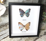  morpho portis sulkowskyi 