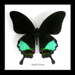 Framed butterfly Papilio karna Bits & Bugs