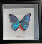 Morpho aurora # 7 ( special )