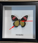 Batesia hypochlora ventral label ( special )