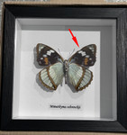  Mimathyma schrencki ventral # 7 ( special )