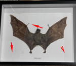 Eonycteris spelaea bat # 1 ( special )
