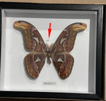 Attacus atlas female # 51 ( special  )