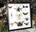  Beetle combination variation 2 ( special )