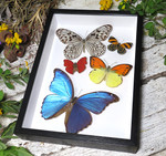 Morpho amathonte, Callicore sp., Phoebis rurina, Hebomoia leucippe , Cymothoe sangaris