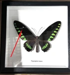 Trogonoptera trojana ( special )