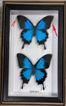 Papilio ulysses 2 ( special )