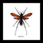 Hymenoptera wasp 