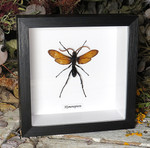 Hymenoptera wasp 