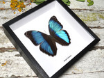 Morpho diedama male