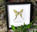  Actias hybrid moth # 1 ( special )