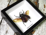 Eupatorus birmanicus