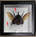 Eupatorus birmanicus ( special )