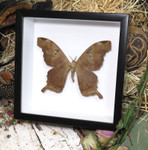  Moth sp. 2 ( special )