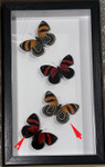 Callicore cynosura sweep ( special )