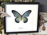Papilio zalmoxis