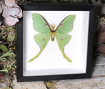 Actias luna