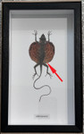 Skiber javaensis red # T ( special )