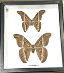 Samia insularis Male Female ( special )