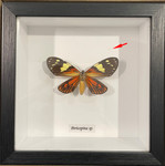 *Pericopina sp.. #107 (special)