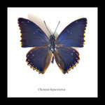 Charaxes bipunctatus