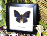 Charaxes bipunctatus