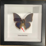 Charaxes bipunctatus #10 (special)