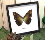 Morpho telemachus