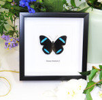 Nessaea hewitsoni butterfly Bits&Bugs 