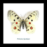 Framed butterflies Parnassius tkatshukovi Bits & Bugs 