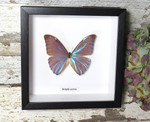 Morpho aurora 