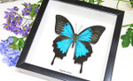Australian butterfly framed Papilio ulysses  Bits&Bugs