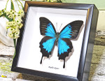 Australian butterfly framed Papilio ulysses  Bits&Bugs
