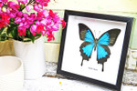 Australian butterfly framed Papilio ulysses  Bits&Bugs