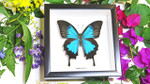 Australian butterfly framed Papilio ulysses  Bits&Bugs