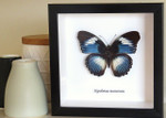 Real butterfly Hypolimnas monteironis Bits&Bugs 
