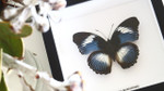 Real butterfly Hypolimnas monteironis Bits&Bugs 