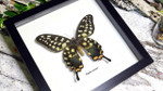 African butterfly Papilio antenor Bits & Bugs 