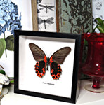 Papilio rumanzovia Male 