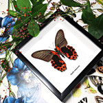 Papilio rumanzovia Bits & Bugs