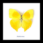 butterfly for sale in frame Australia Phoebis rurina Bits and Bugs